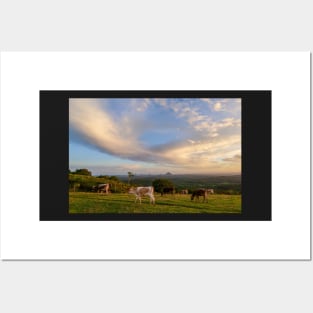 Maleny Sunset With Glasshouse Mountains & Cows Posters and Art